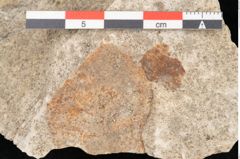 Foto (Detailansicht) von Quercus palaeoilex Ettingshausen (NHMW-GEO-2024-0188-6377)